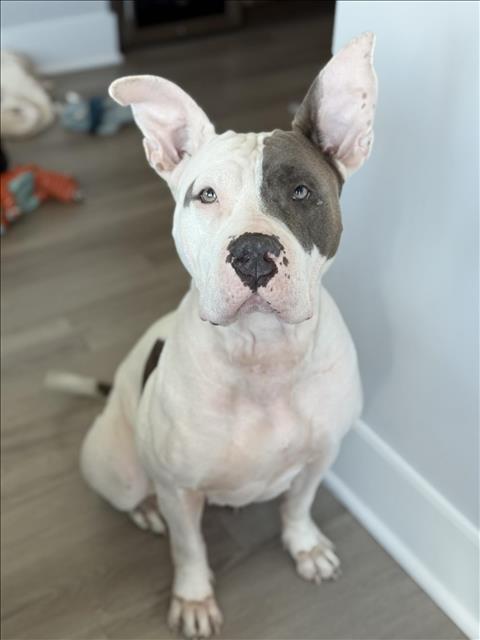 Enlarge QUEEN, a Adoptable mixed breed in Houston, TX image 1/1