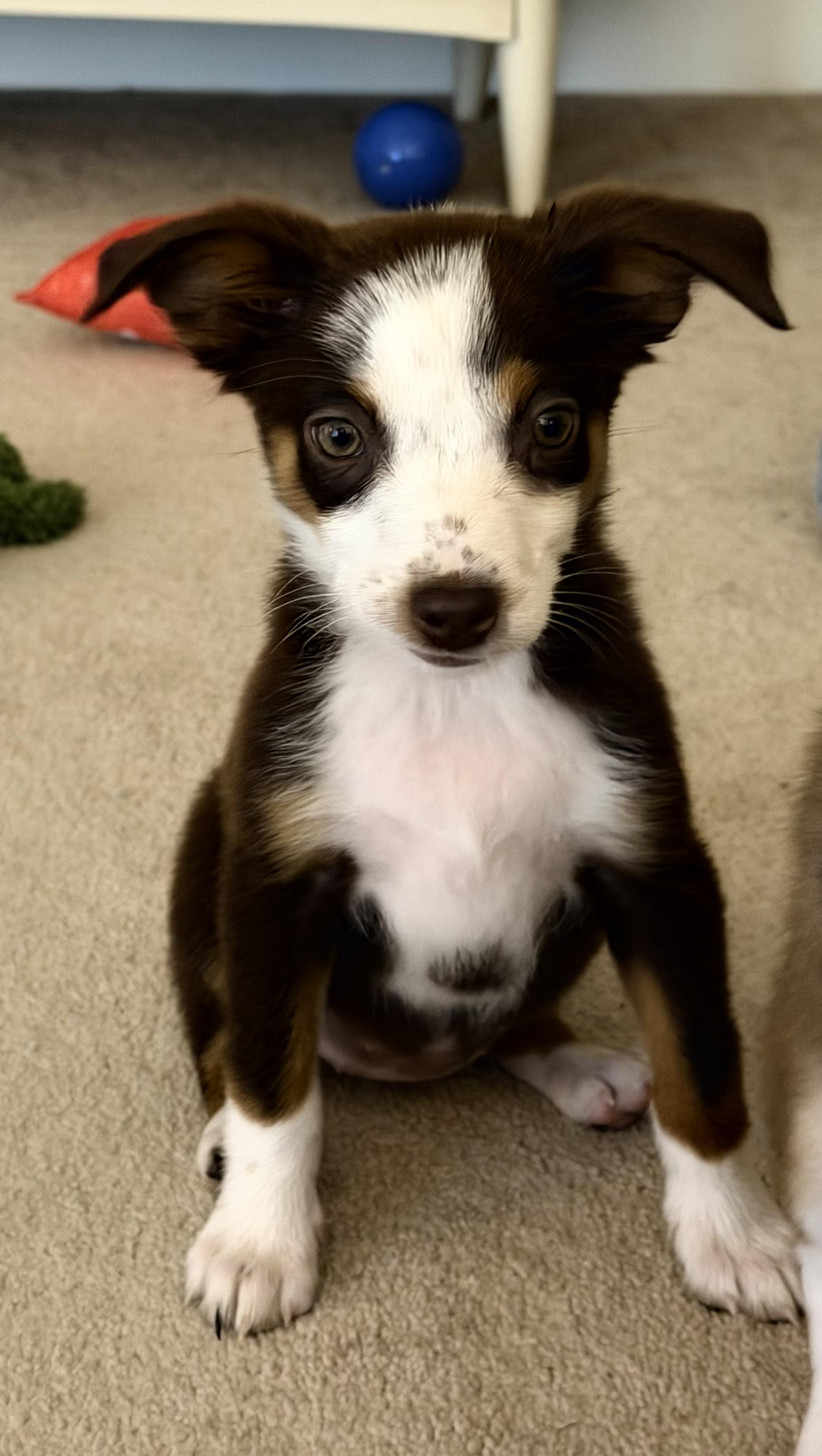 Dory, a ADOPTABLE Australian Shepherd in Olympia, WA image 2/6