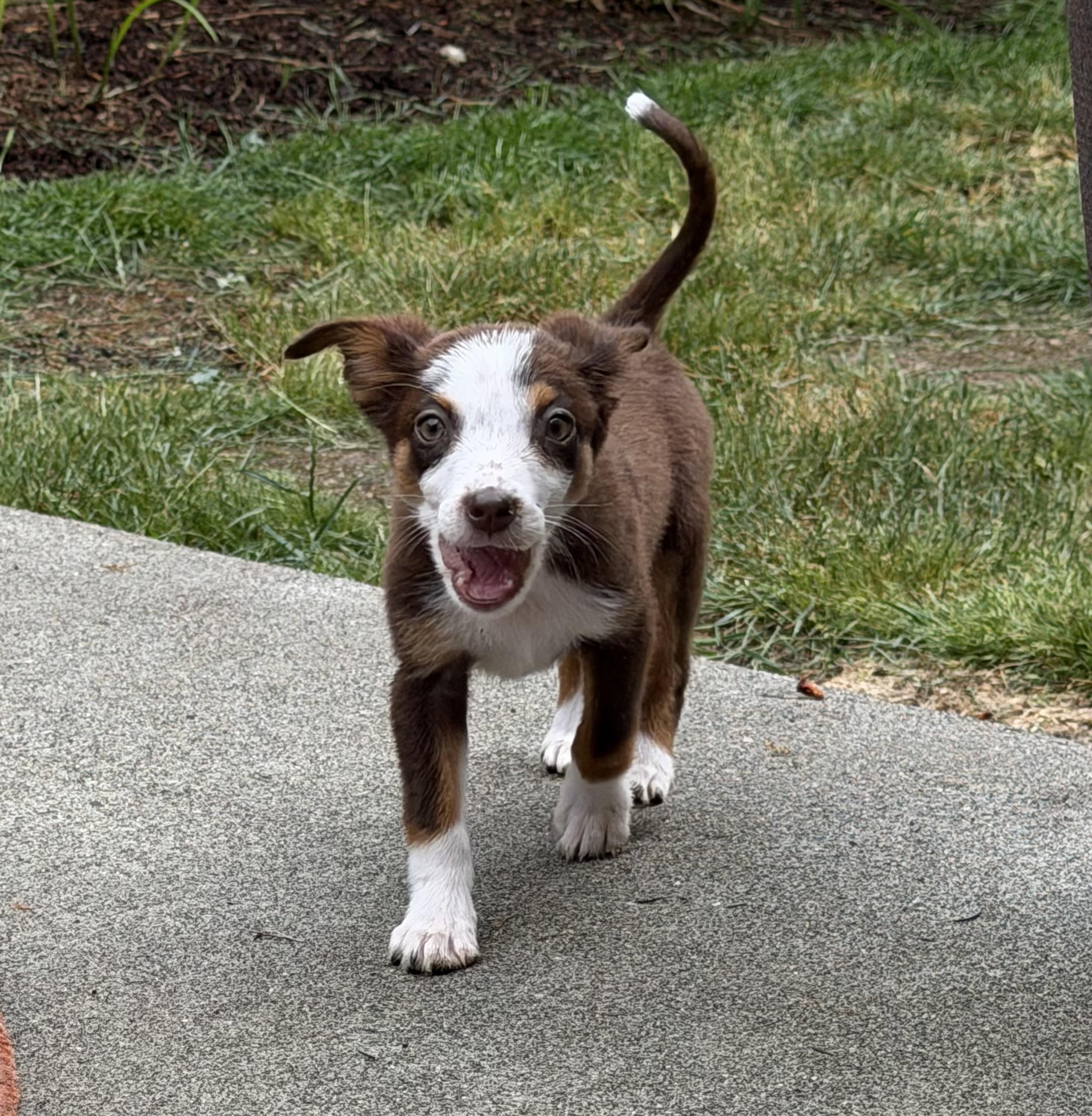 Dory, ADOPTABLE, Puppy Female Australian Shepherd.