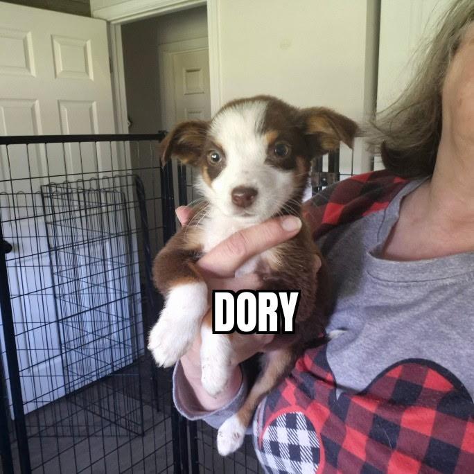 Dory, a ADOPTABLE Australian Shepherd in Olympia, WA image 3/6