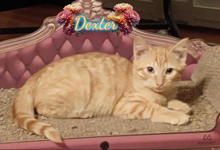 Dexter
