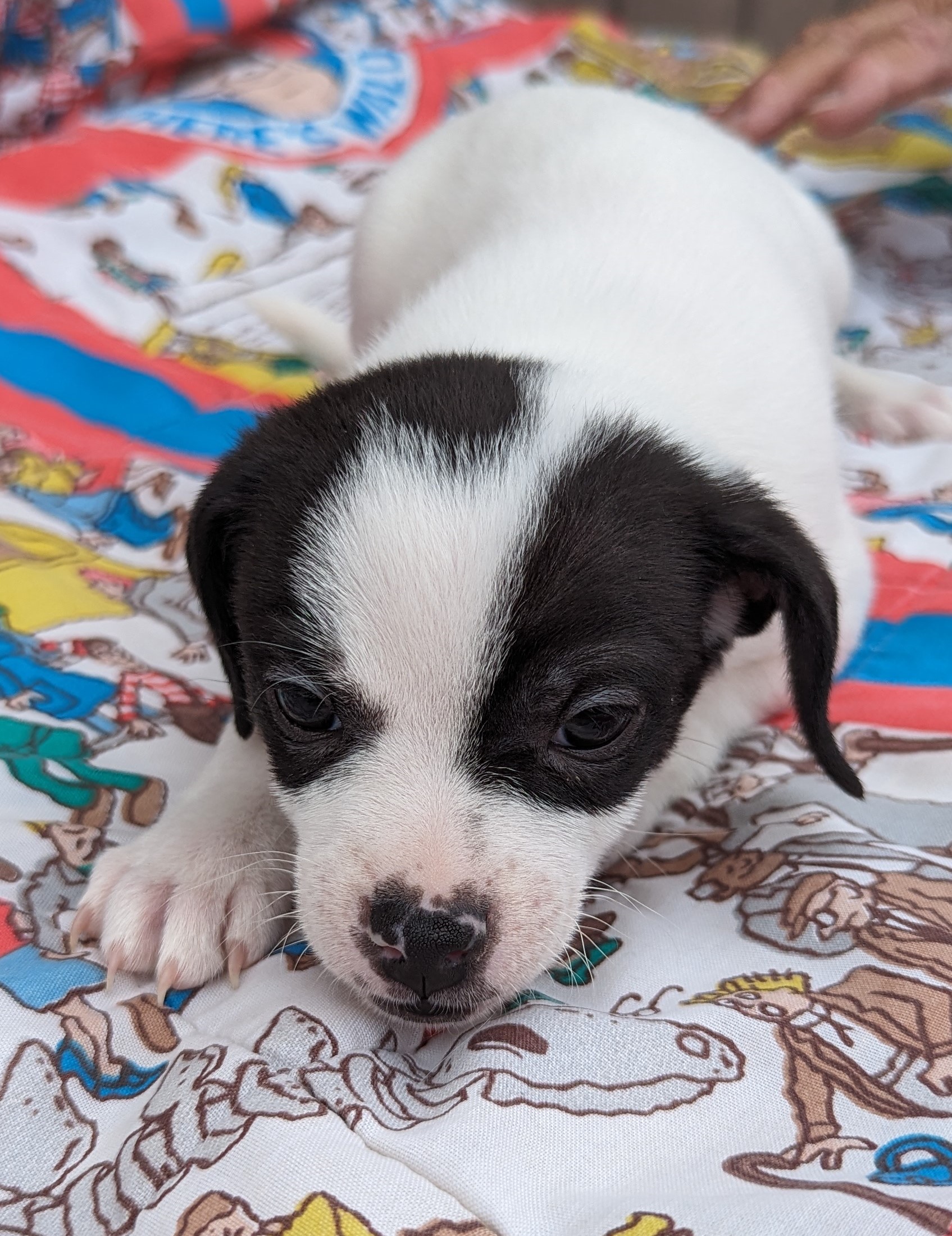 Calvin/Jasper, Adopted, Puppy Male Chihuahua.