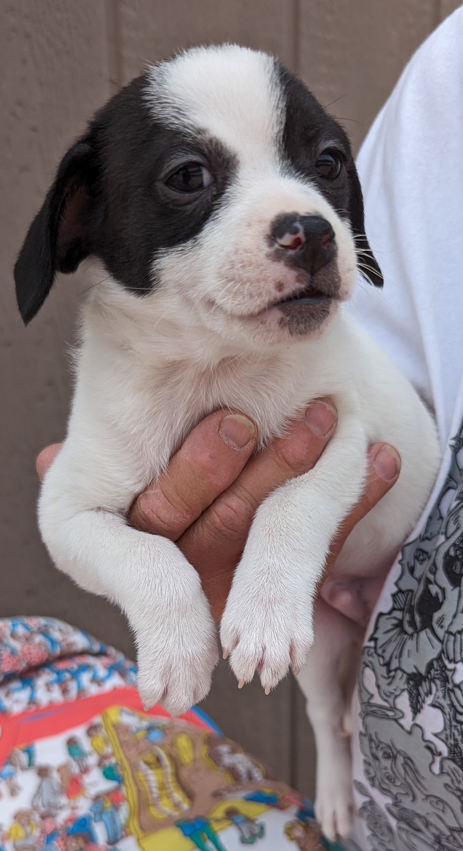 Calvin/Jasper, a Adopted mixed breed in Albuquerque, NM image 2/3