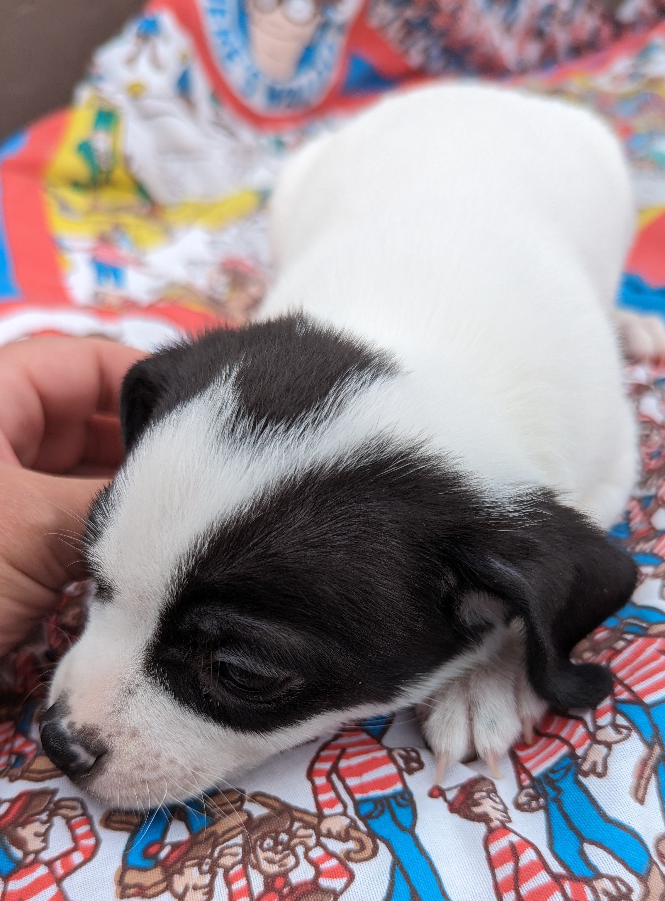 Calvin/Jasper, a Adopted mixed breed in Albuquerque, NM image 3/3