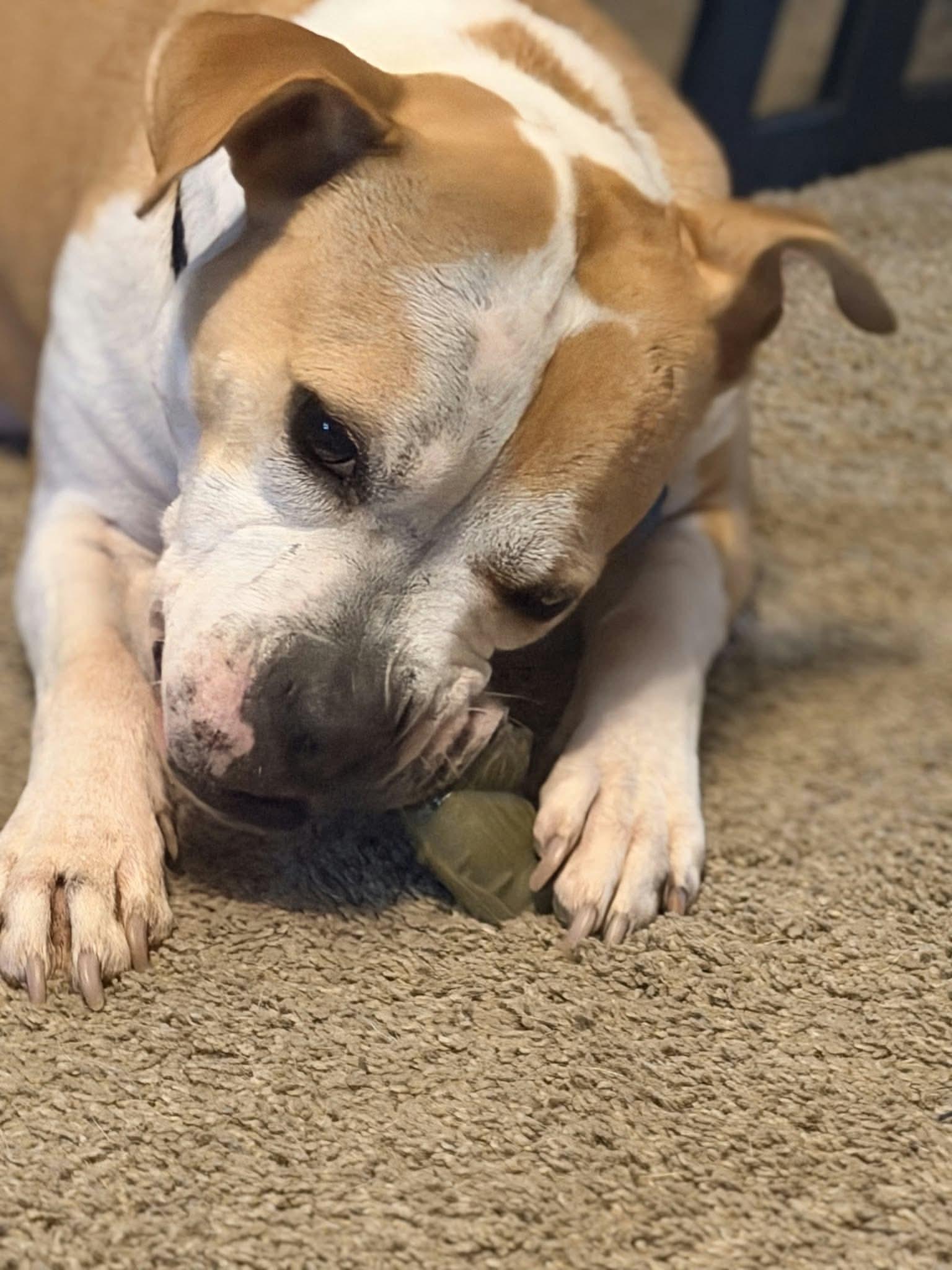 Tazzie, Adoptable, Adult Female Boxer.