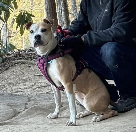Enlarge Tazzie, a Adoptable Pit Bull Terrier in Germantown, OH image 1/3