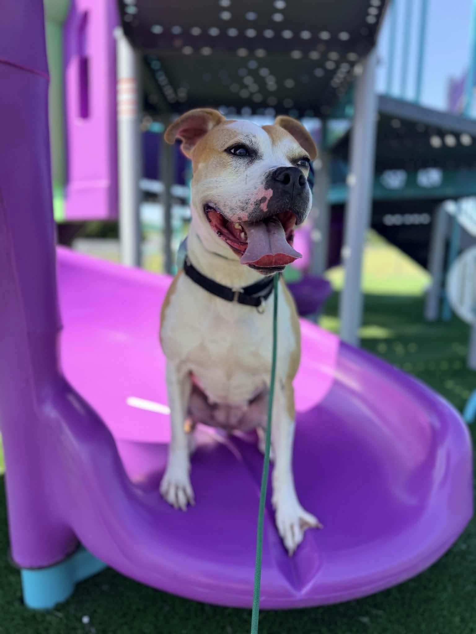 Tazzie, a Adoptable Pit Bull Terrier in Germantown, OH image 1/3