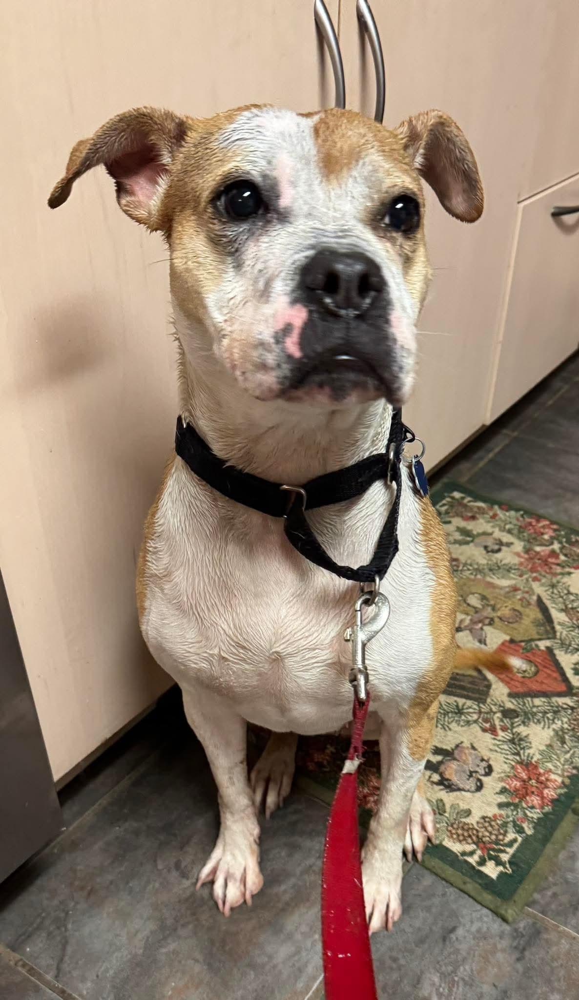 Enlarge Tazzie, a Adoptable Pit Bull Terrier in Germantown, OH image 2/3