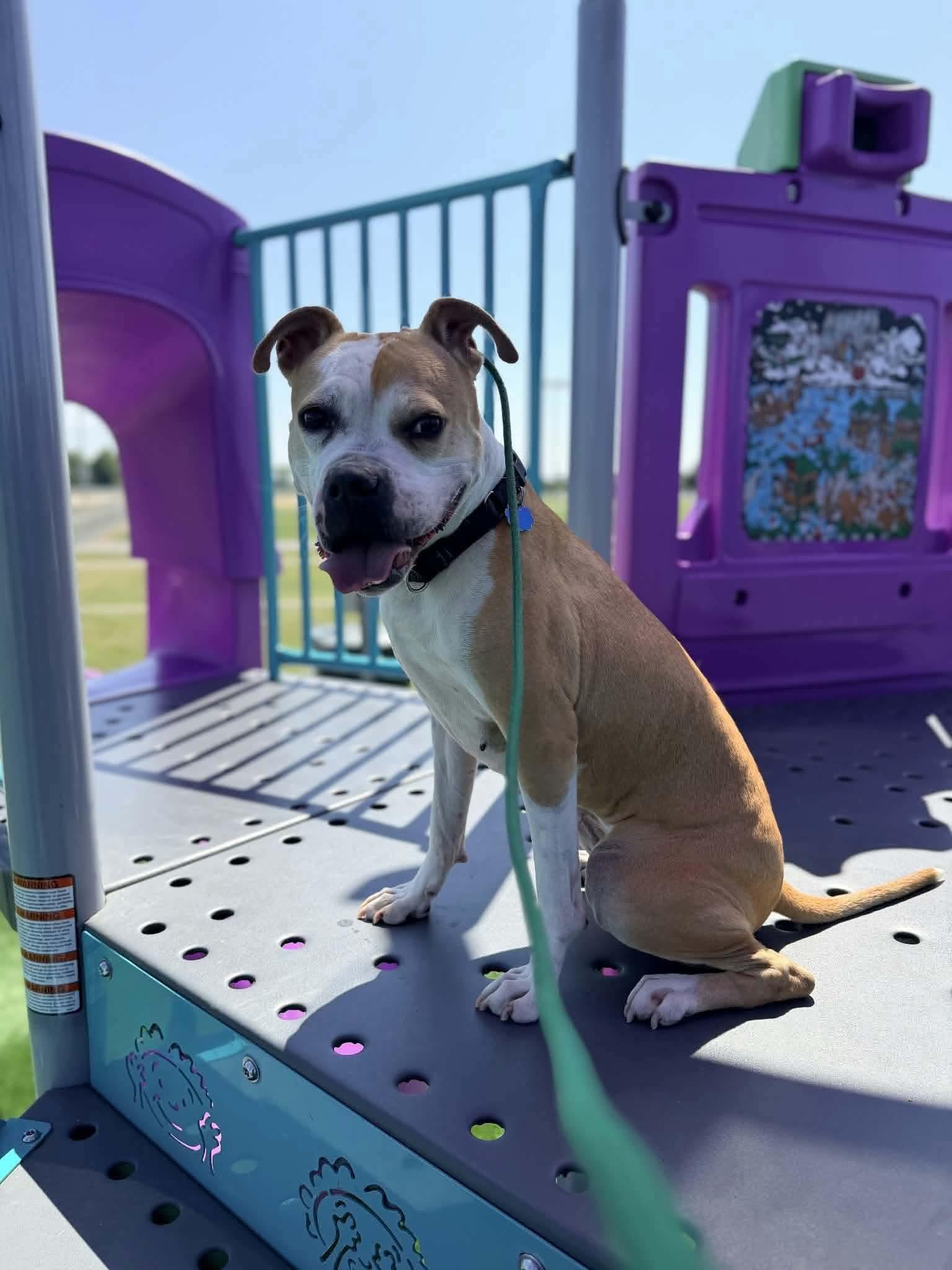 Tazzie, a Adoptable Pit Bull Terrier in Germantown, OH image 2/3