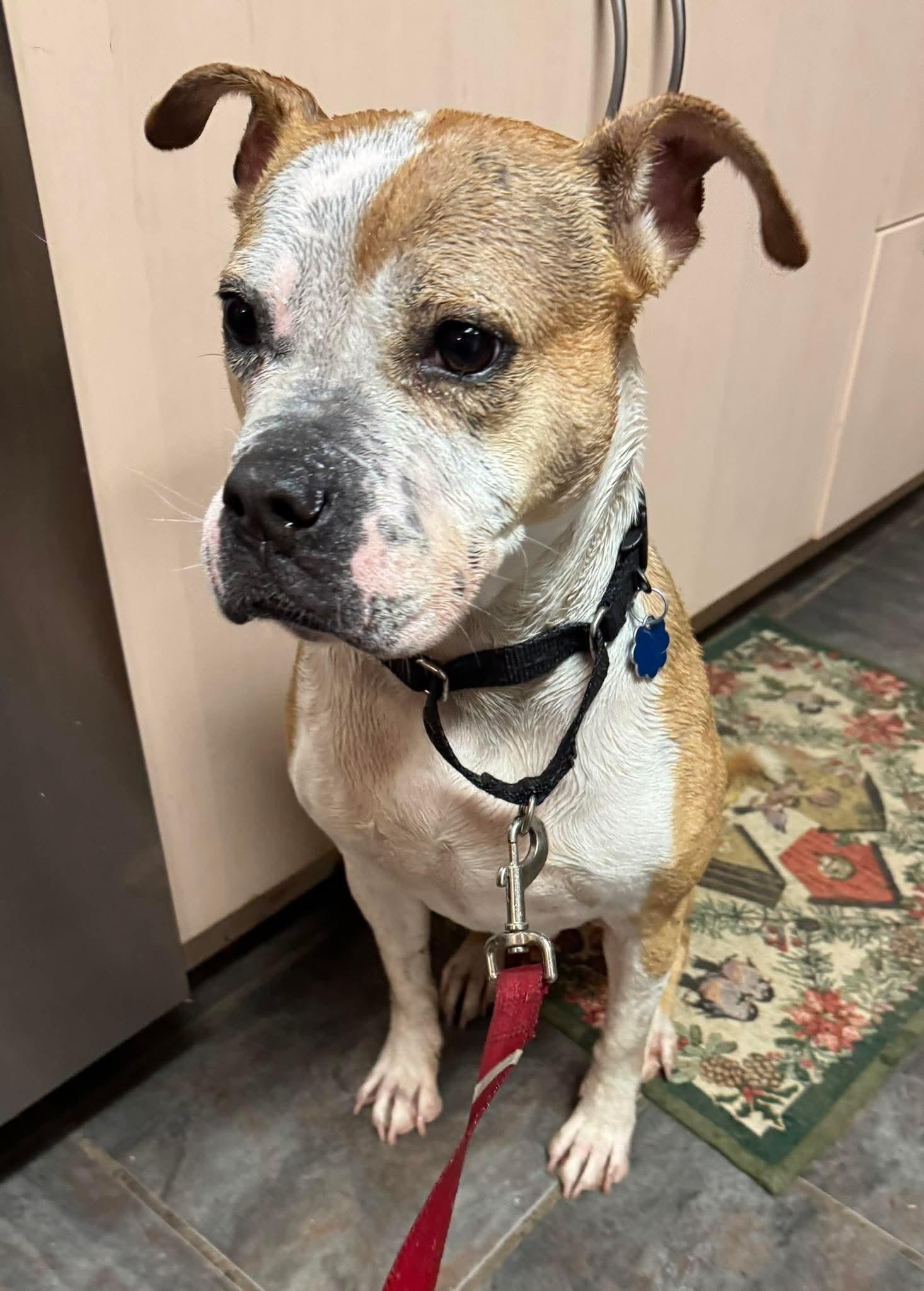 Enlarge Tazzie, a Adoptable Pit Bull Terrier in Germantown, OH image 3/3
