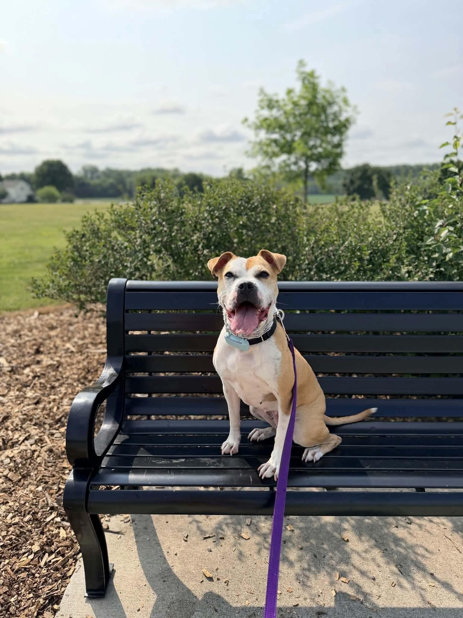 Tazzie, a Adoptable Pit Bull Terrier in Germantown, OH image 3/3