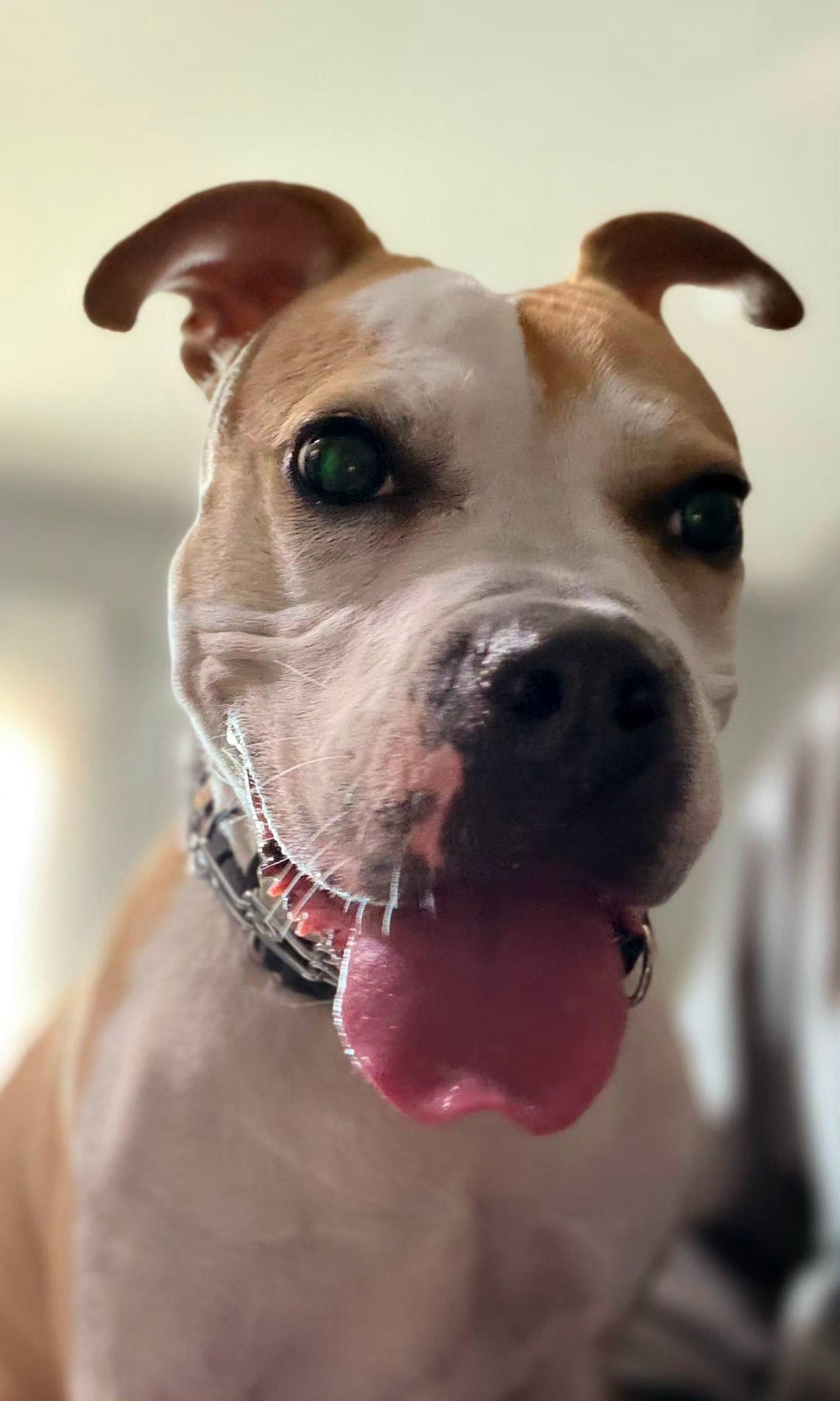 Enlarge Tazzie, a Adoptable Boxer in Germantown, OH image 3/3