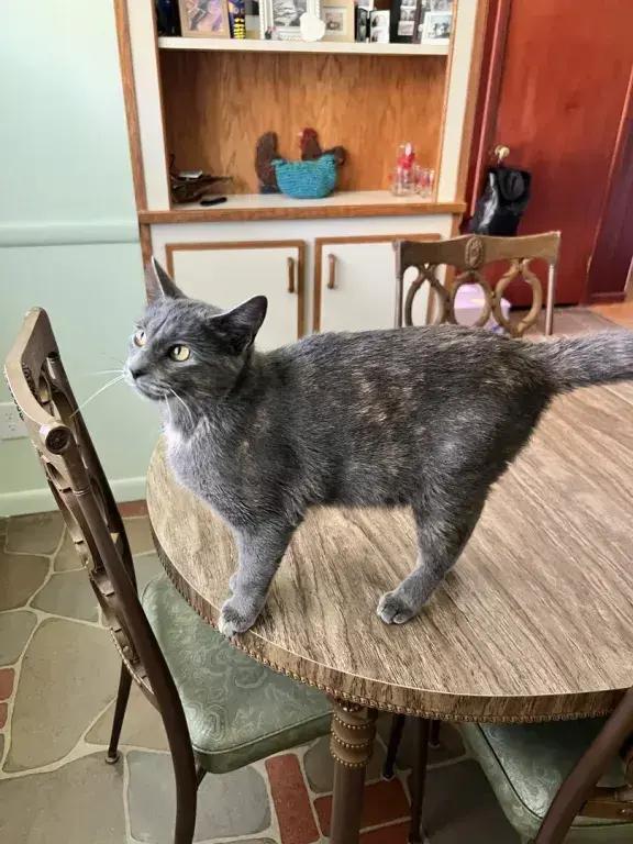 Lila, Adoptable, Adult Female Domestic Short Hair.
