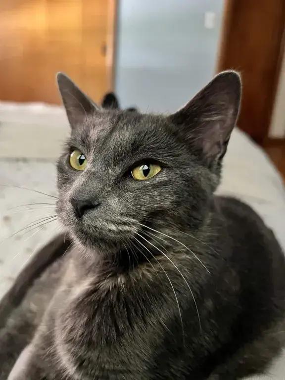 Enlarge Lila, a Adoptable mixed breed in Grand Rapids, MI image 3/6