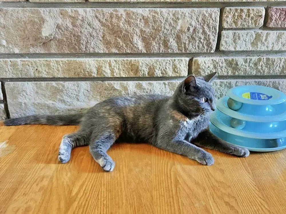 Enlarge Lila, a Adoptable mixed breed in Grand Rapids, MI image 4/6