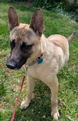 Enlarge Mr Woofy, a ADOPTABLE mixed breed in Gardiner, NY image 4/4