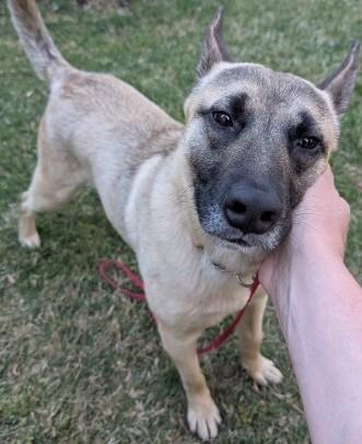Enlarge Mr Woofy, a ADOPTABLE mixed breed in Gardiner, NY image 3/4