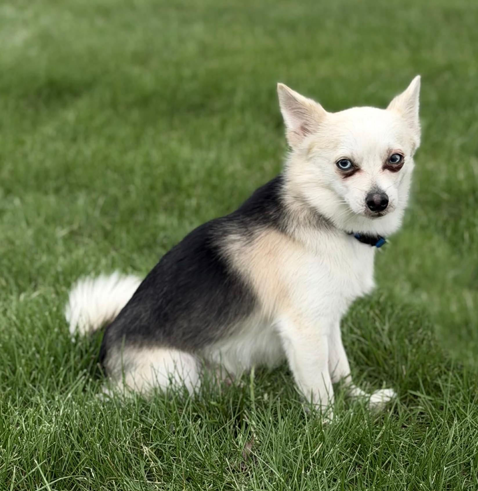 Enlarge Pepper, an adopted mixed breed in Wapakoneta, OH image 3/4