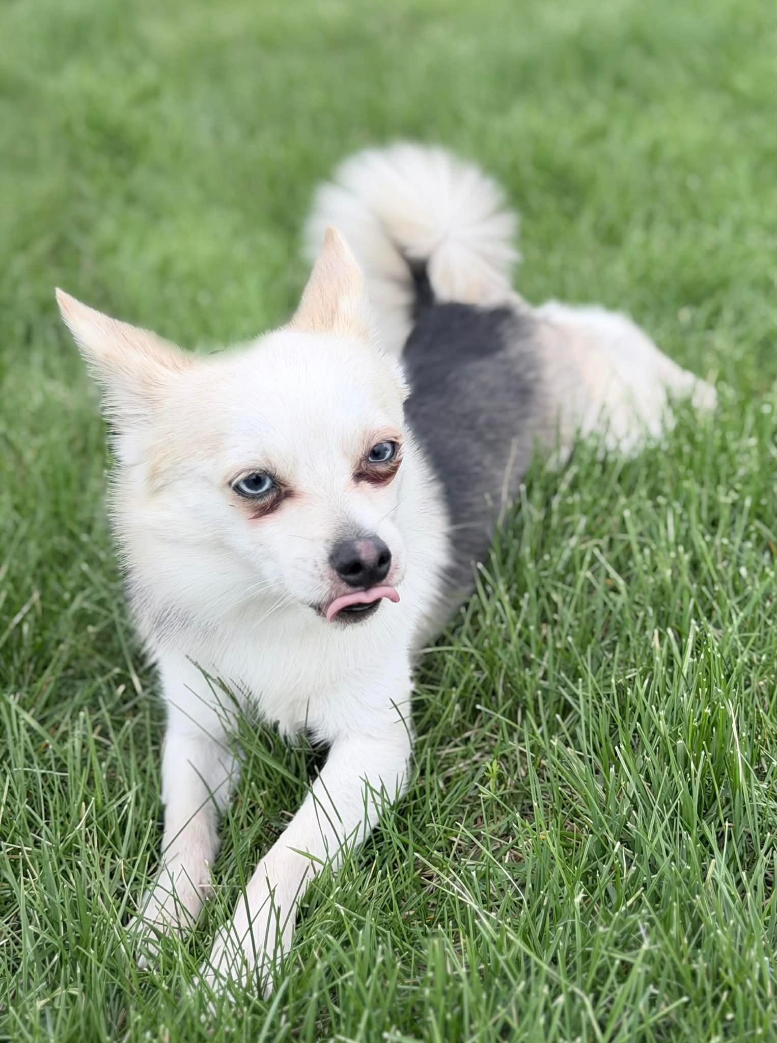 Enlarge Pepper, an adopted mixed breed in Wapakoneta, OH image 2/4