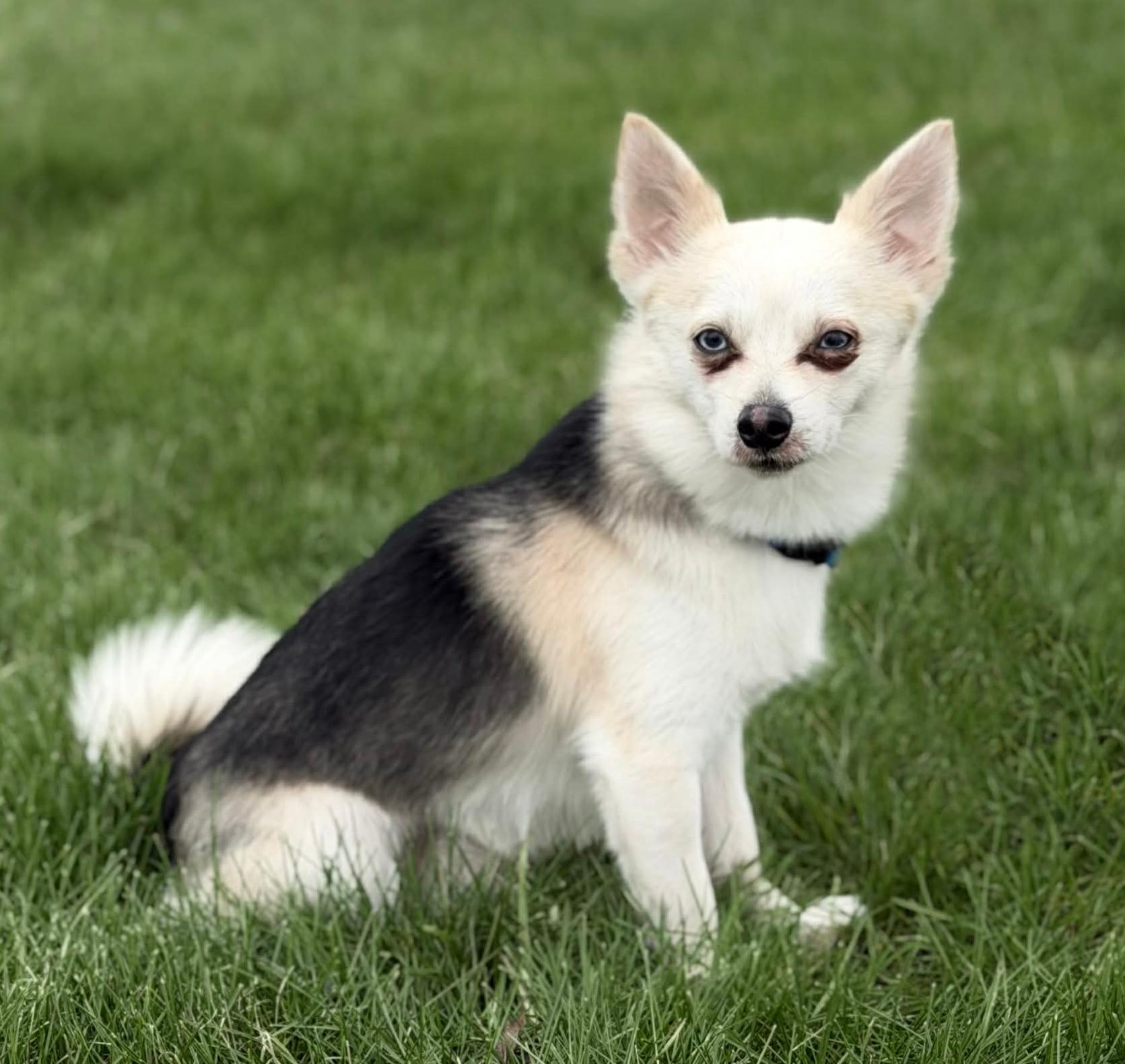 Pepper, adopted, Adult Male Chihuahua & Pomsky.