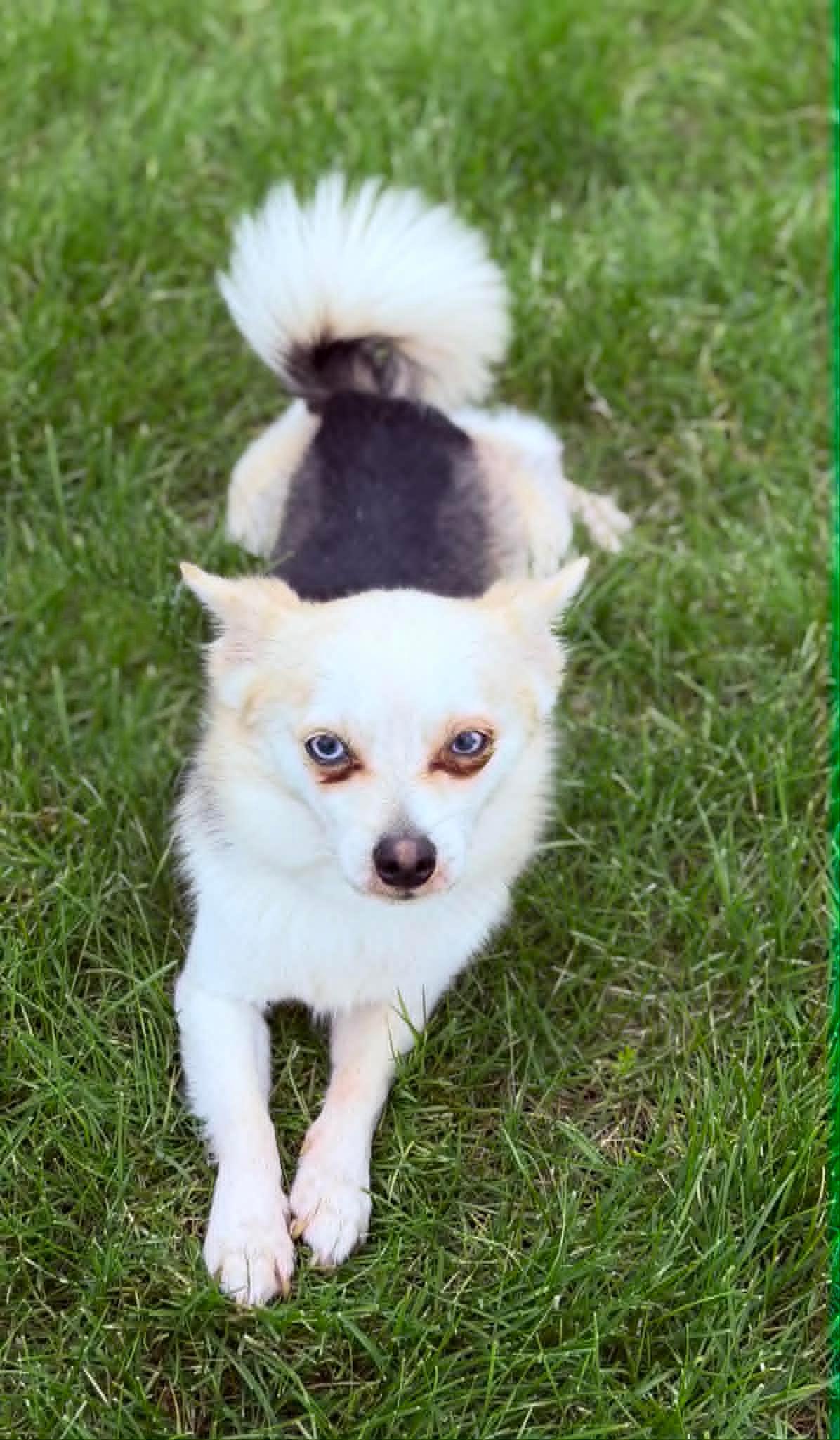 Enlarge Pepper, an adopted mixed breed in Wapakoneta, OH image 4/4