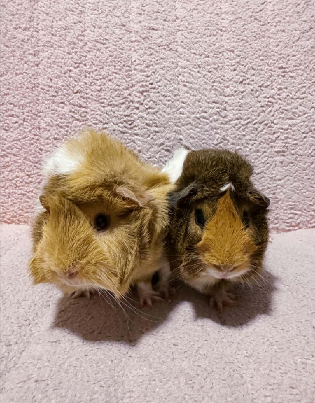 Enlarge Mabel and Gertie bonded female pair, a Adoptable Abyssinian in Sauk Village, IL image 1/4