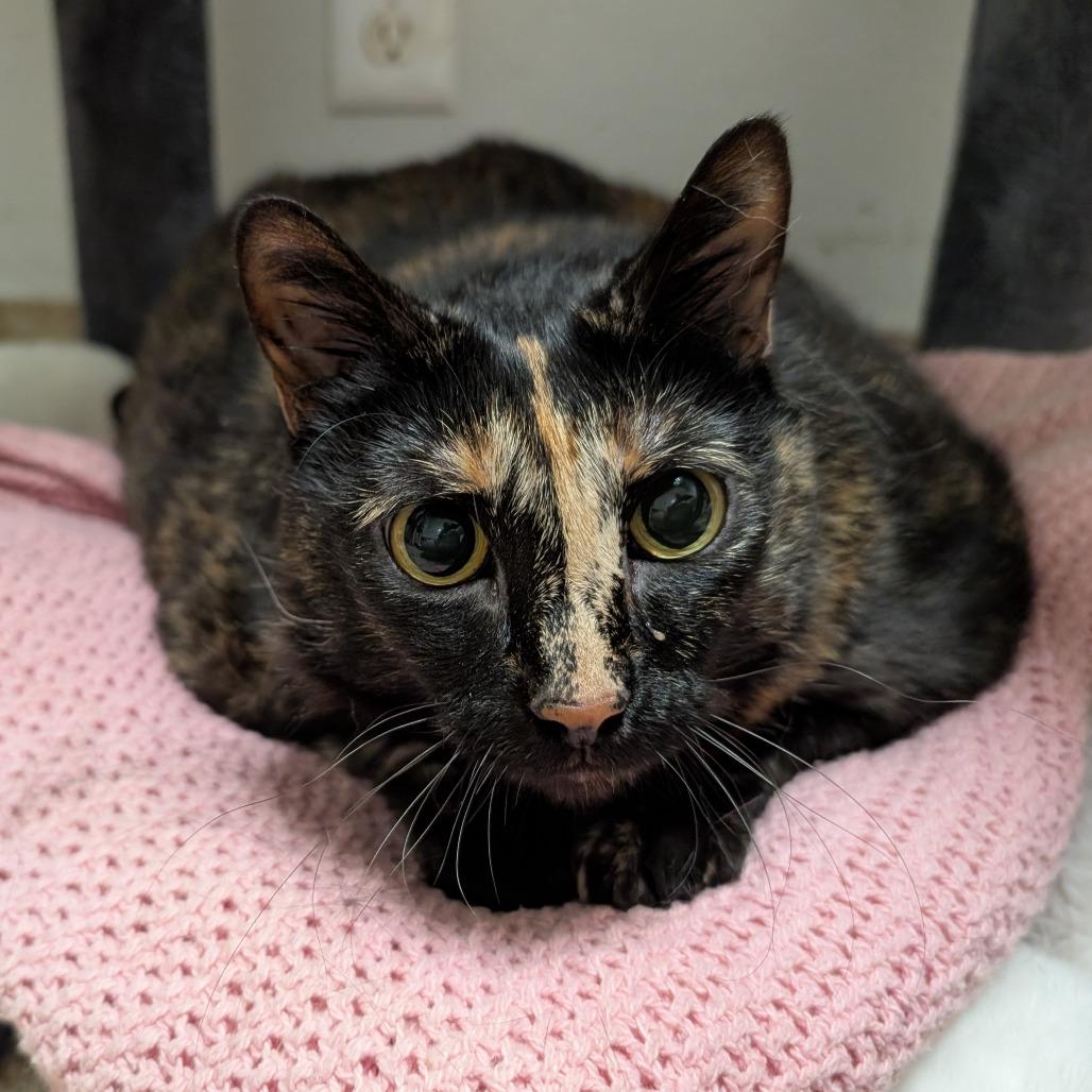 Enlarge Zita, a Adoptable mixed breed in Titusville, FL image 1/3