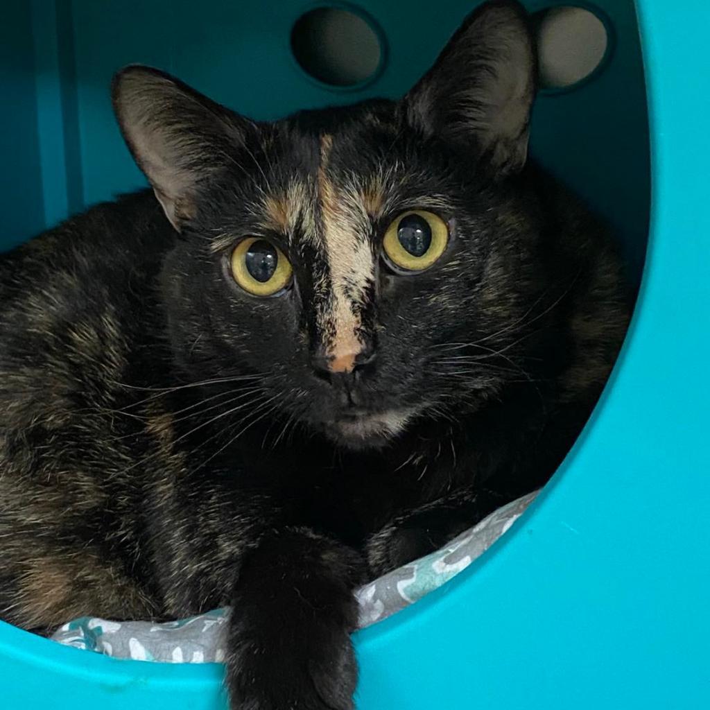 Enlarge Zita, a Adoptable mixed breed in Titusville, FL image 2/3