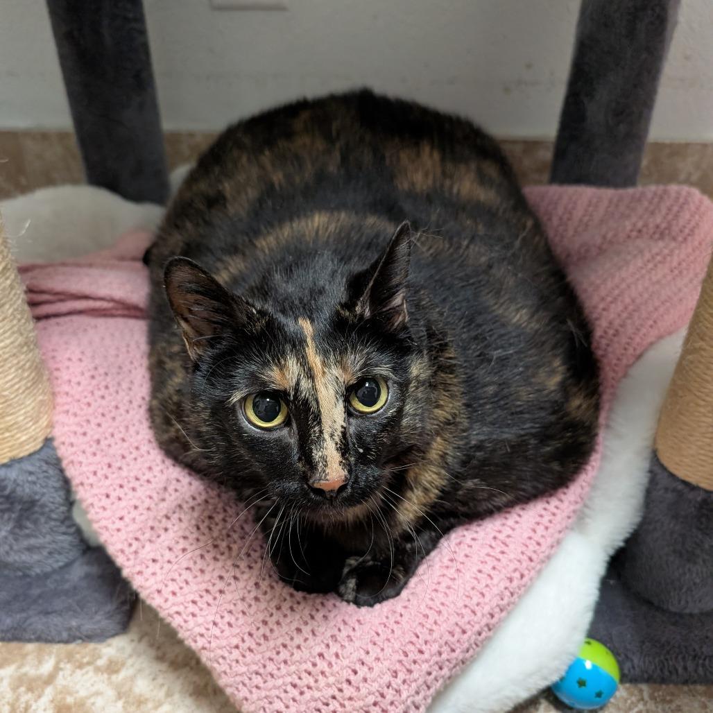 Enlarge Zita, a Adoptable mixed breed in Titusville, FL image 3/3
