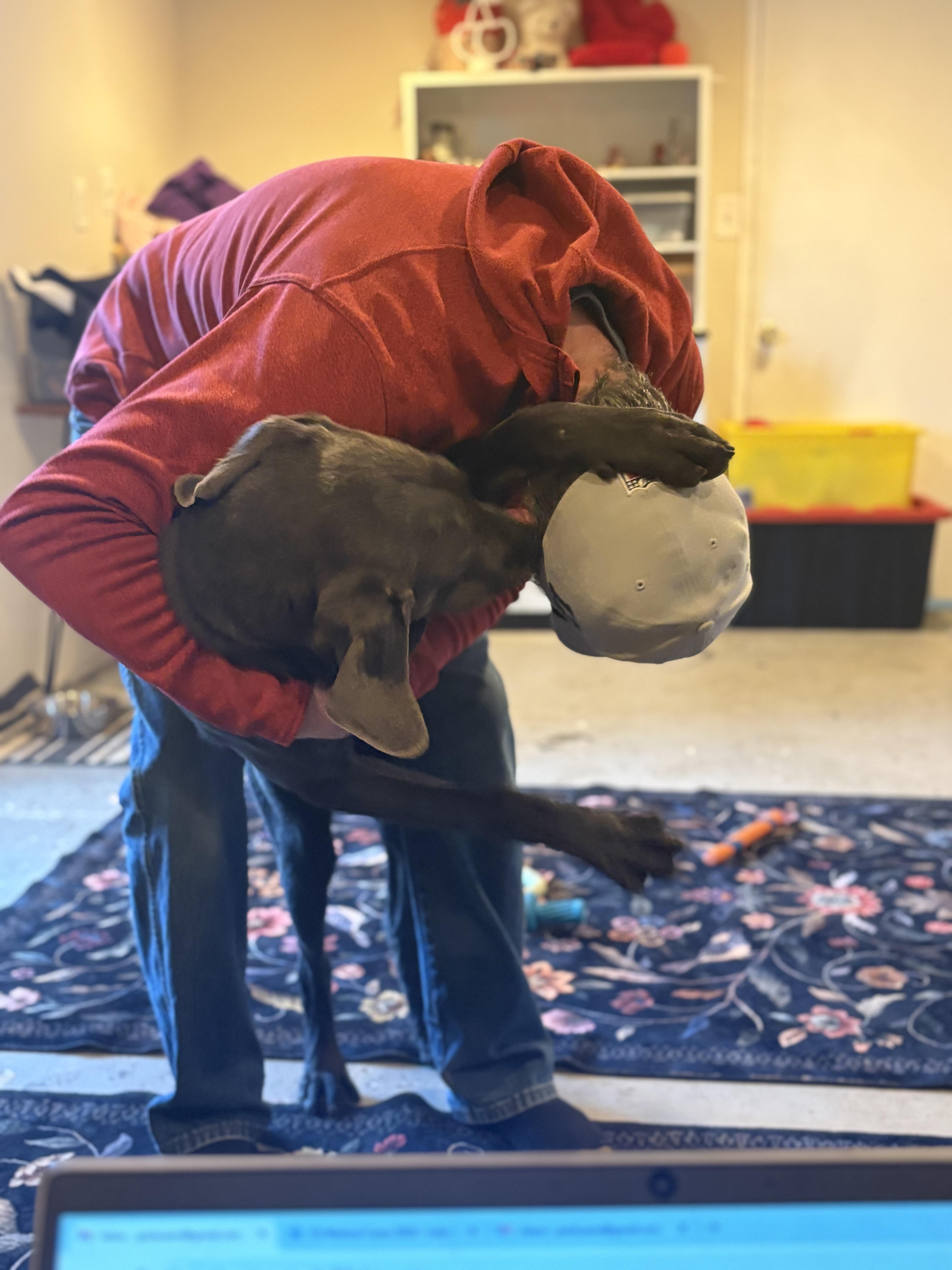 Enlarge Leo, an adopted mixed breed in Port Angeles, WA image 2/6