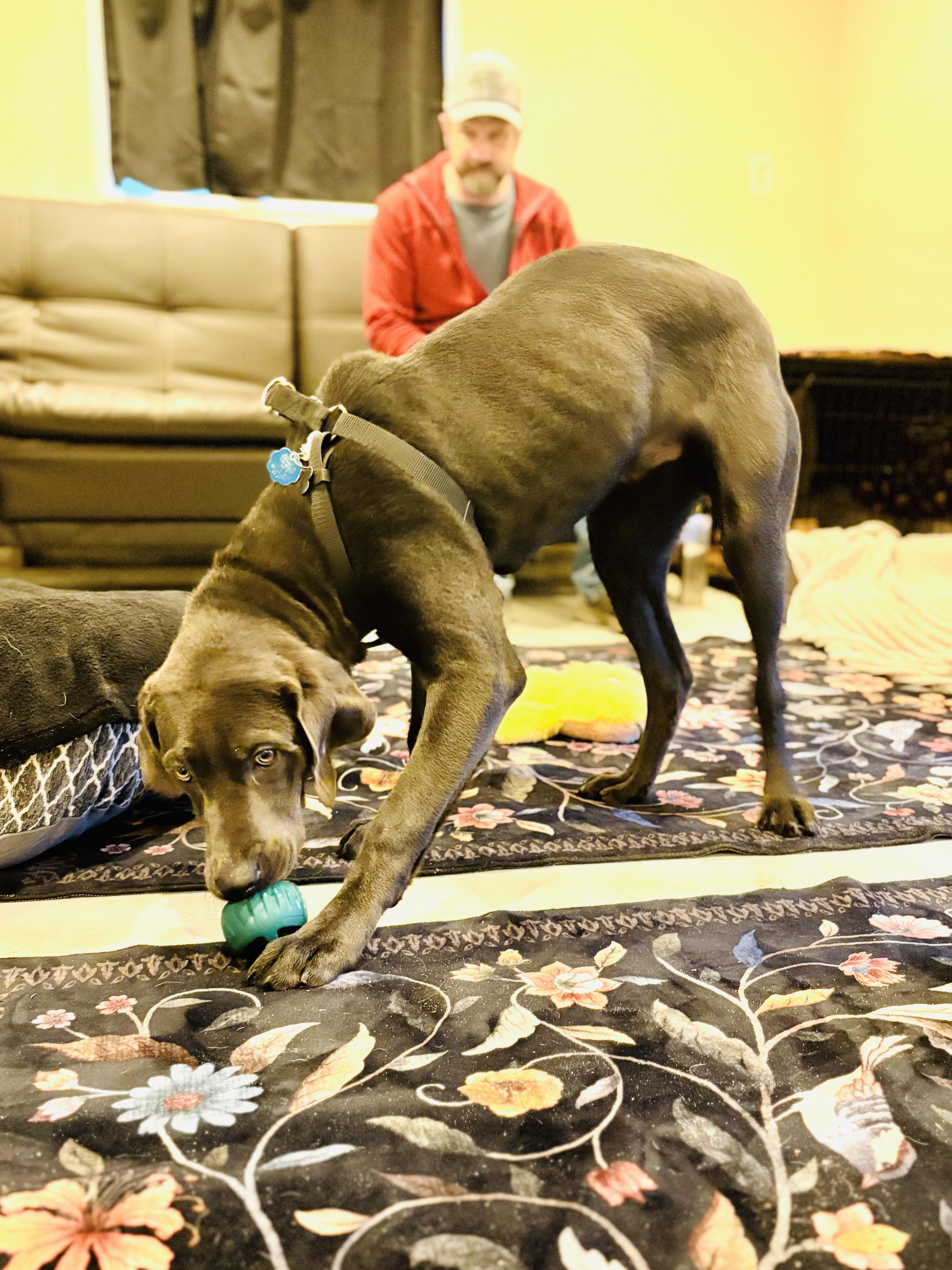 Enlarge Leo, an adopted mixed breed in Port Angeles, WA image 5/6