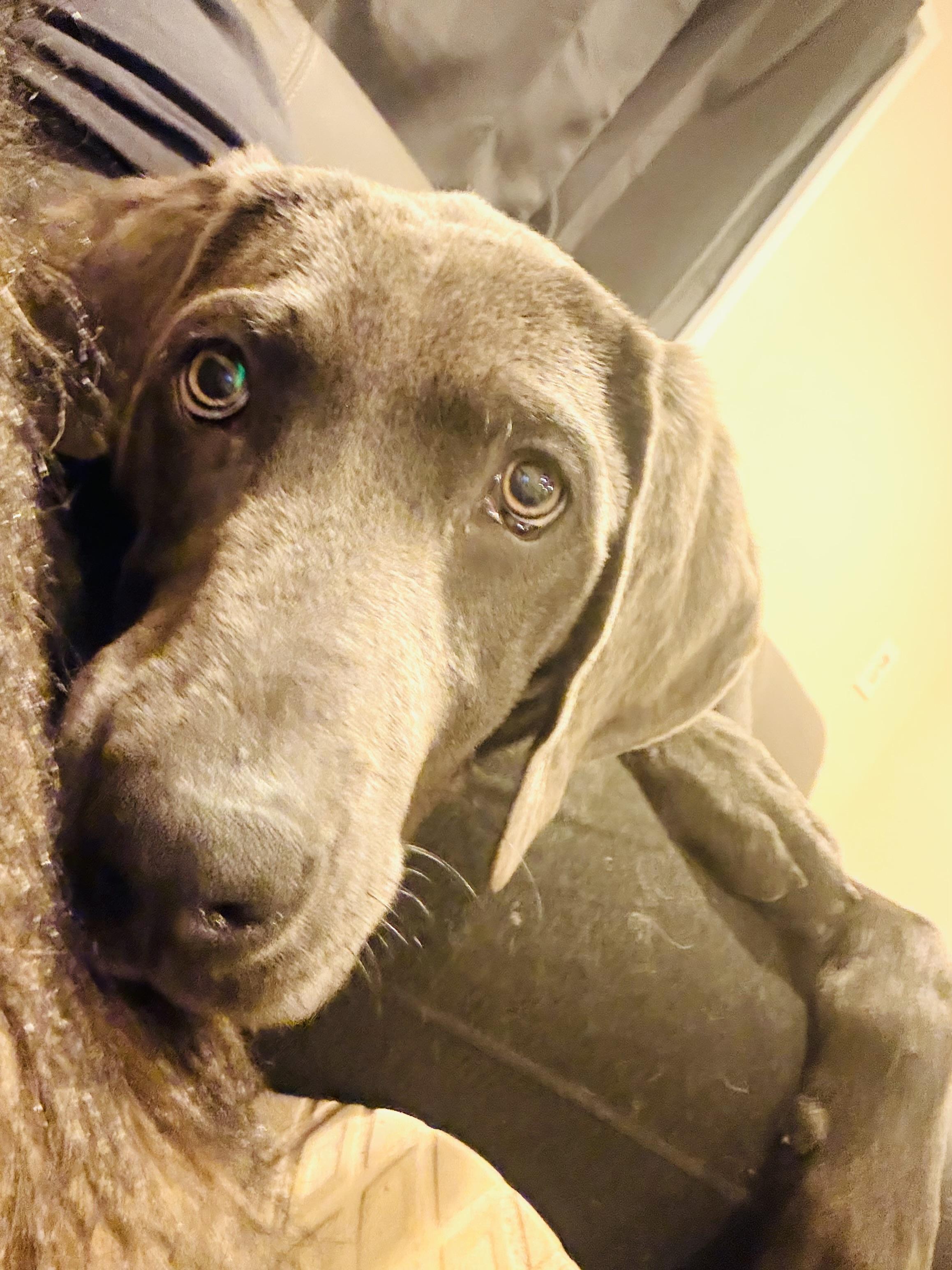 Enlarge Leo, an adopted mixed breed in Port Angeles, WA image 4/6