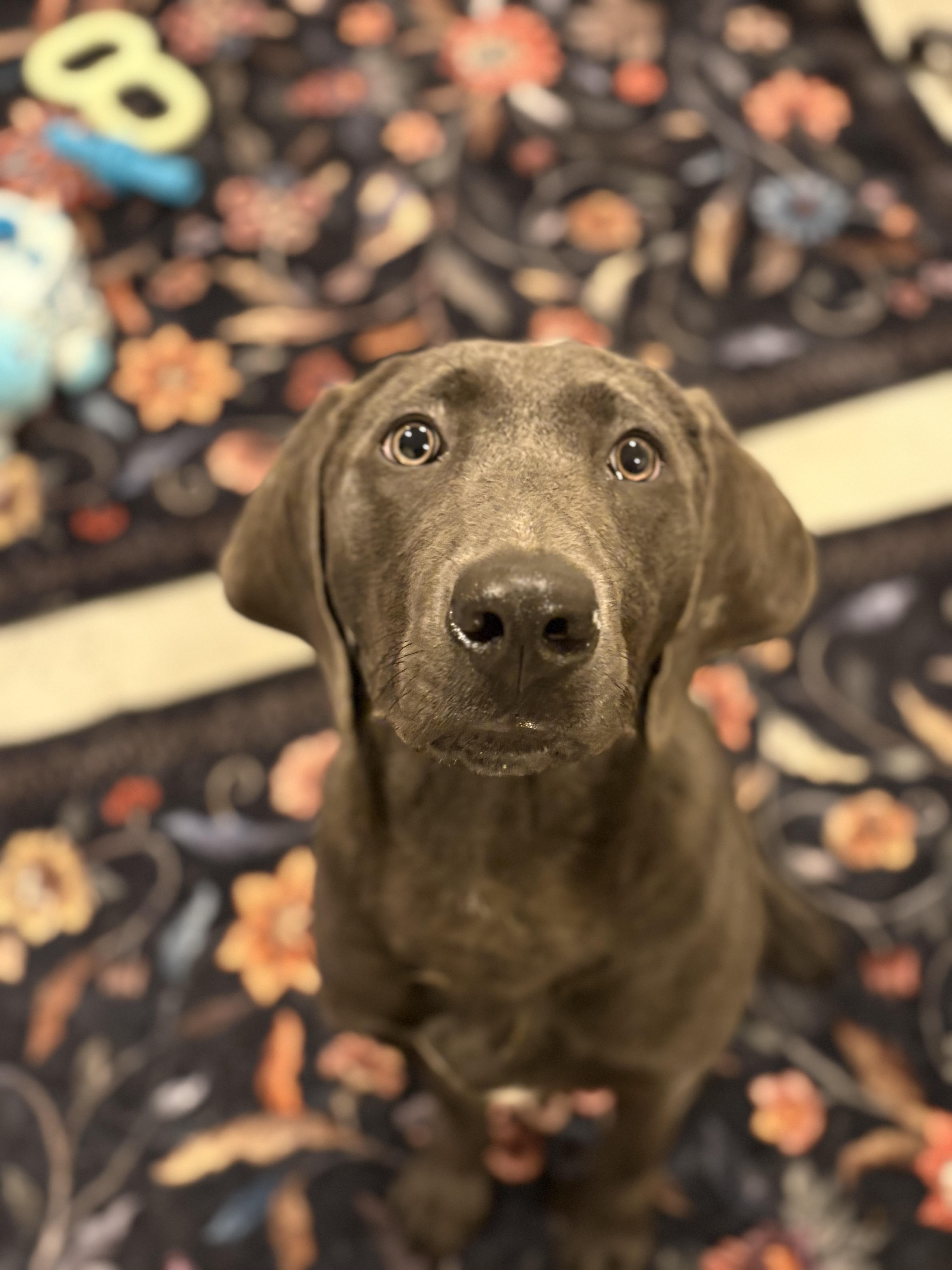 Enlarge Leo, an adopted mixed breed in Port Angeles, WA image 3/6