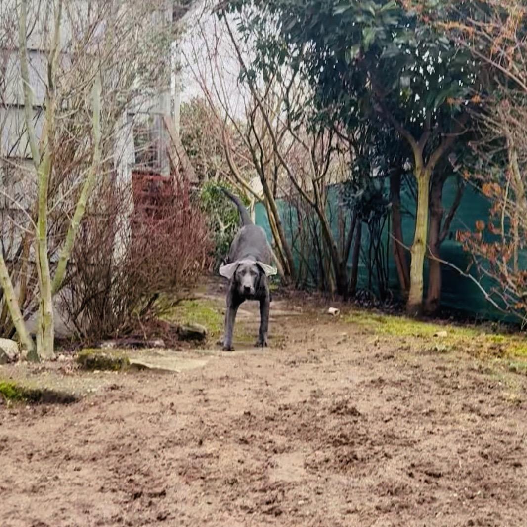 Enlarge Leo, an adopted mixed breed in Port Angeles, WA image 6/6