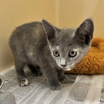 Enlarge Valentina, an adopted Domestic Short Hair in Converse, TX image 1/1