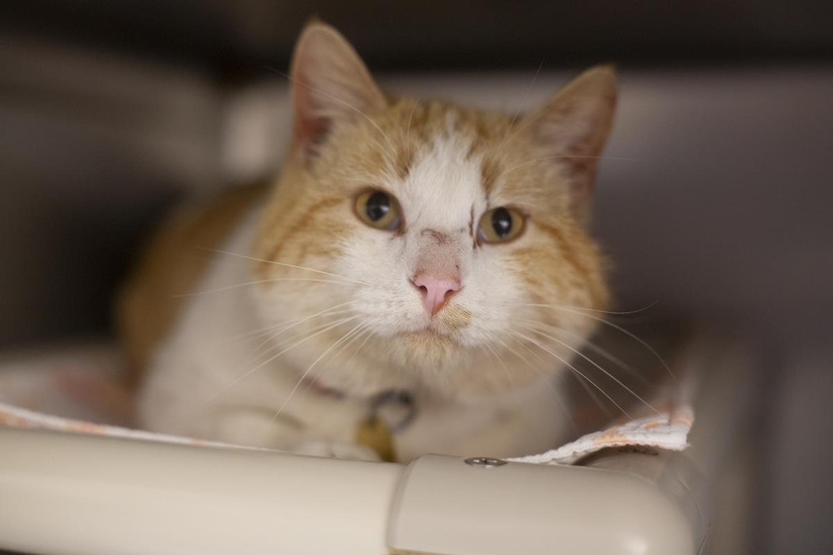 Mcgee, Adoptable, Adult Male Tabby & Domestic Short Hair.