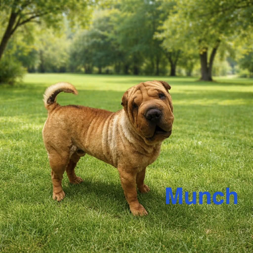 Munch, adopted, Senior Male Shar-Pei.