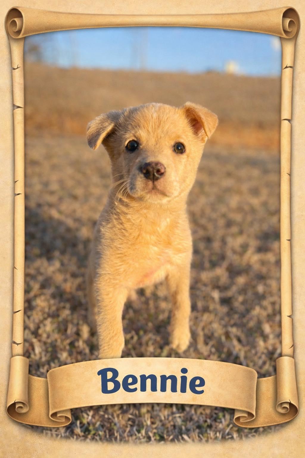 Bennie, ADOPTABLE, Puppy Male Labrador Retriever.
