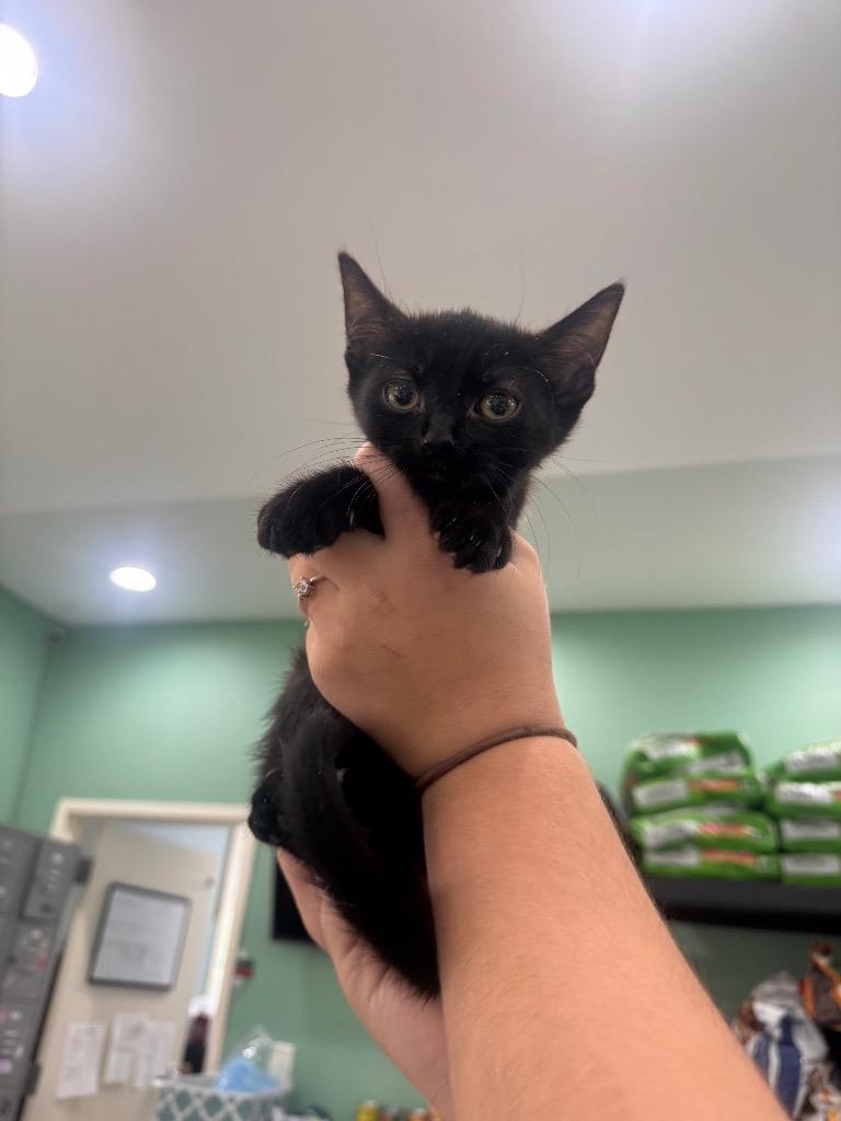 Ocho, Adoptable, Young Male Domestic Short Hair.