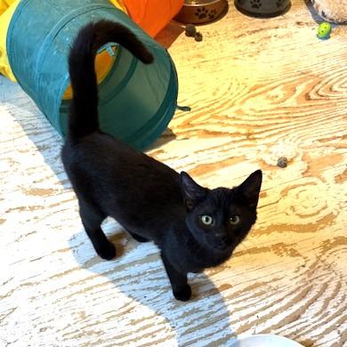 Enlarge Felicity, an adopted Domestic Short Hair in Long Beach, WA image 6/6