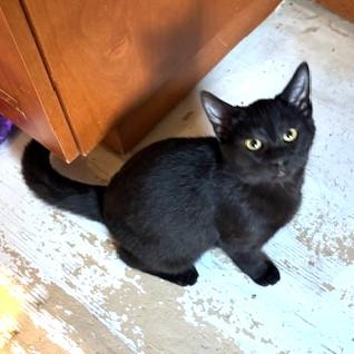 Enlarge Felicity, an adopted Domestic Short Hair in Long Beach, WA image 2/6