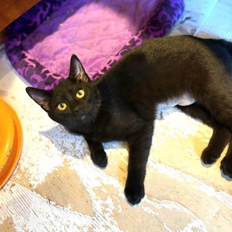 Enlarge Felicity, an adopted Domestic Short Hair in Long Beach, WA image 3/6