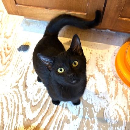 Enlarge Felicity, an adopted Domestic Short Hair in Long Beach, WA image 4/6