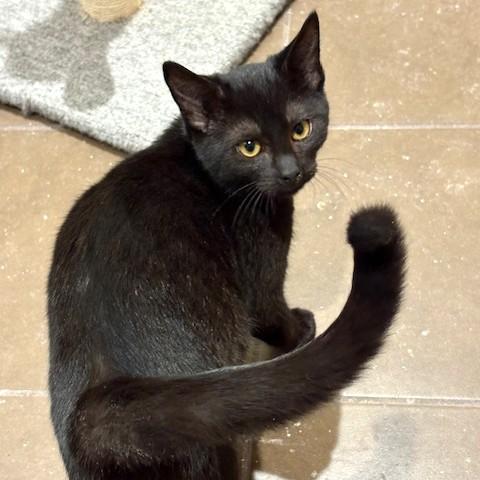 Enlarge Felicity, an adopted Domestic Short Hair in Long Beach, WA image 1/6