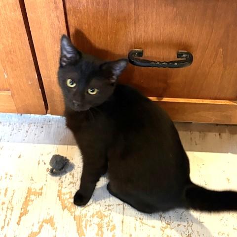 Enlarge Felicity, an adopted Domestic Short Hair in Long Beach, WA image 5/6