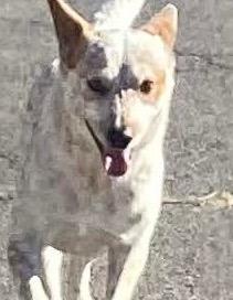 Dancer, Adoptable, Young Male Australian Cattle Dog / Blue Heeler.