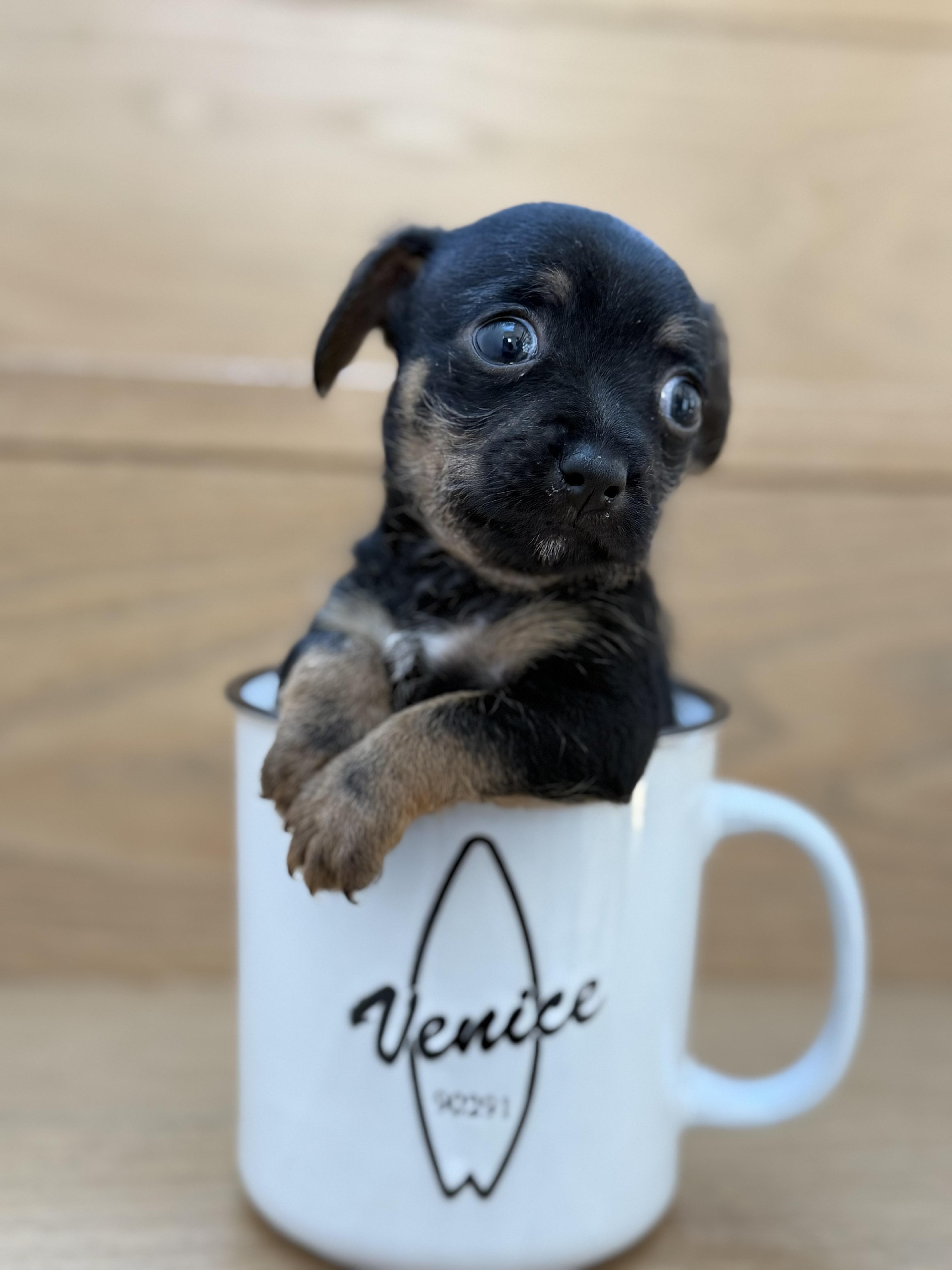 Enlarge Tortellini, a Adoptable Chihuahua in West Hollywood, CA image 6/6