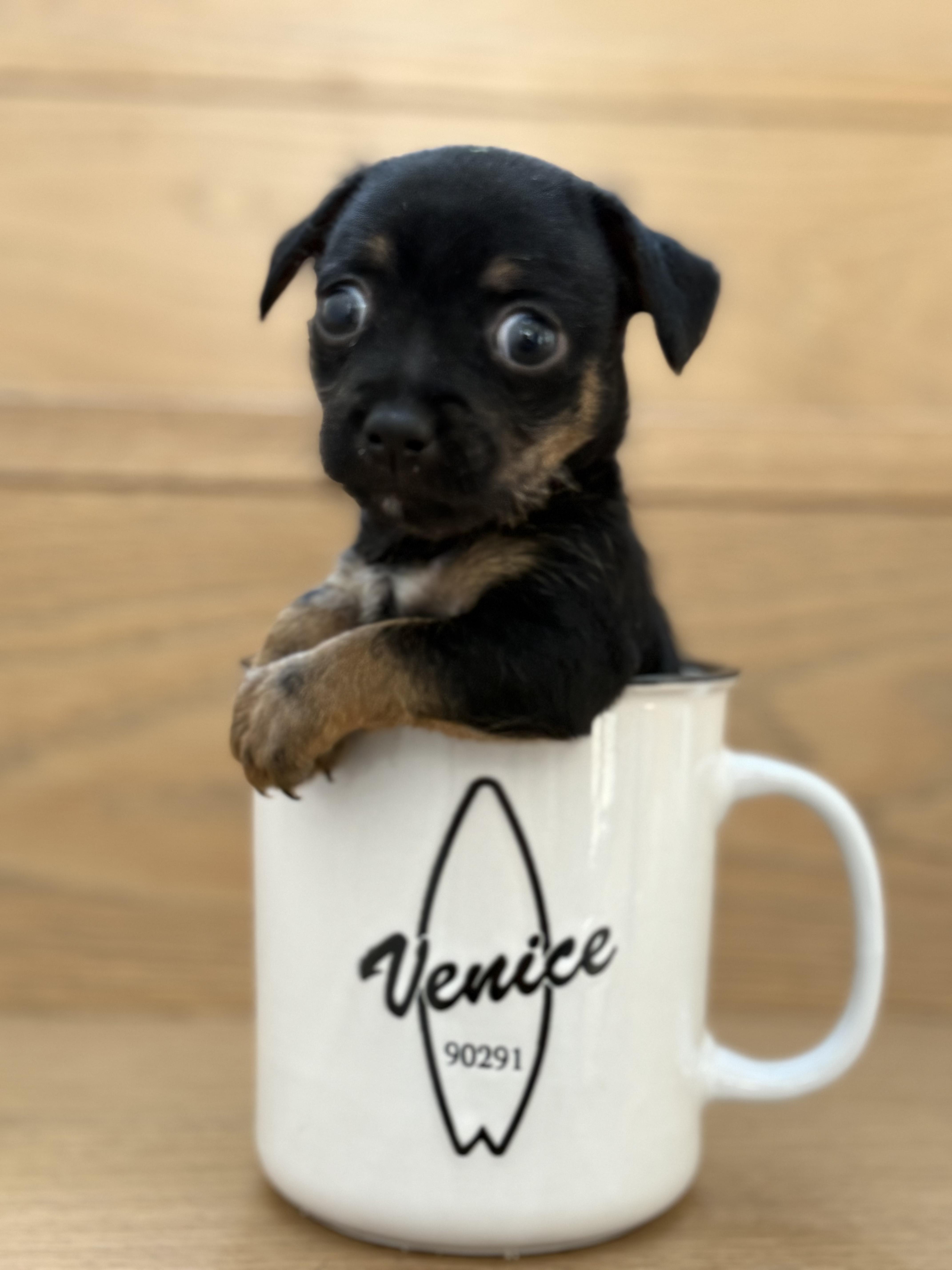 Enlarge Tortellini, a Adoptable Chihuahua in West Hollywood, CA image 4/6