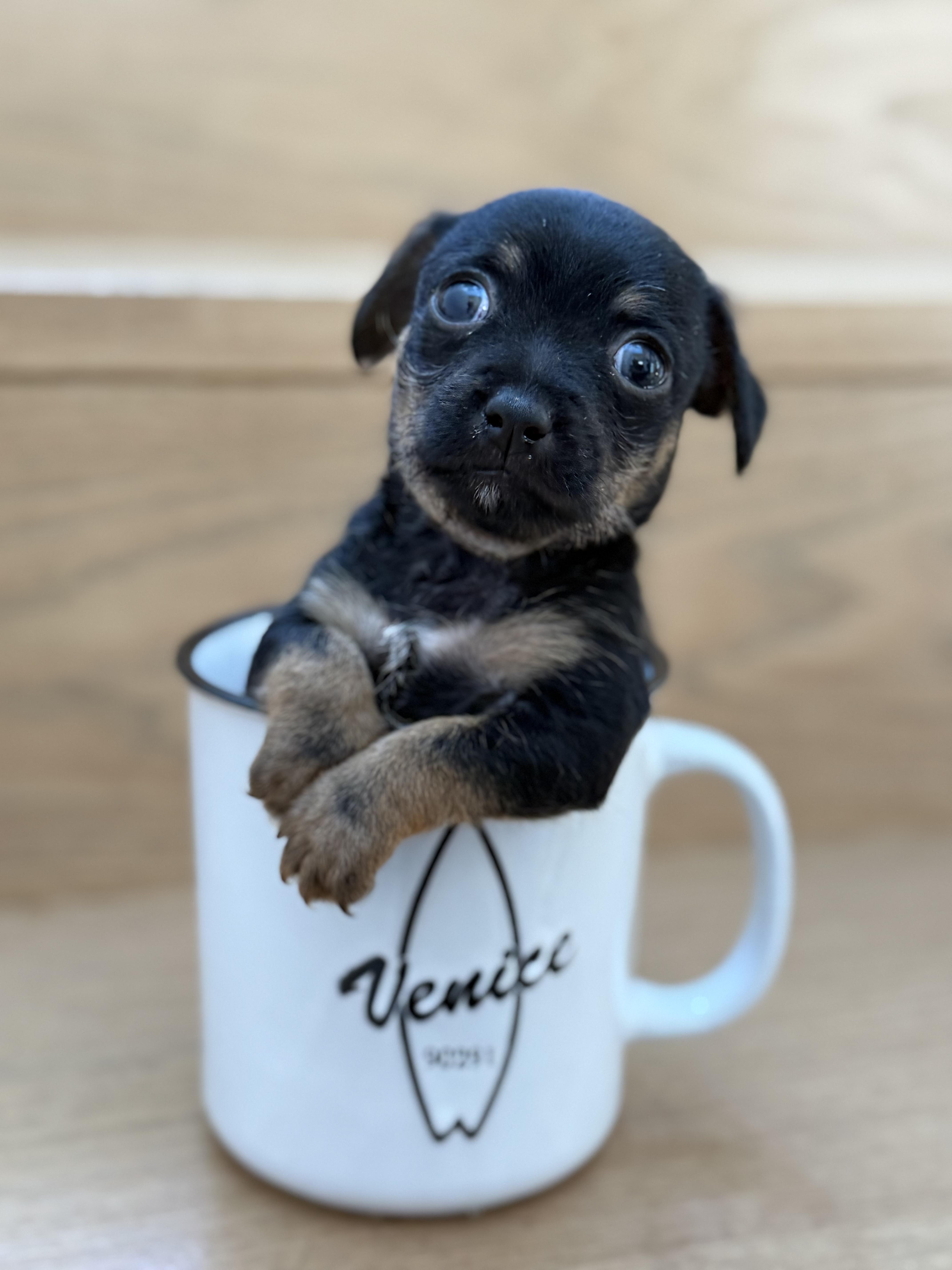 Enlarge Tortellini, a Adoptable Chihuahua in West Hollywood, CA image 1/6