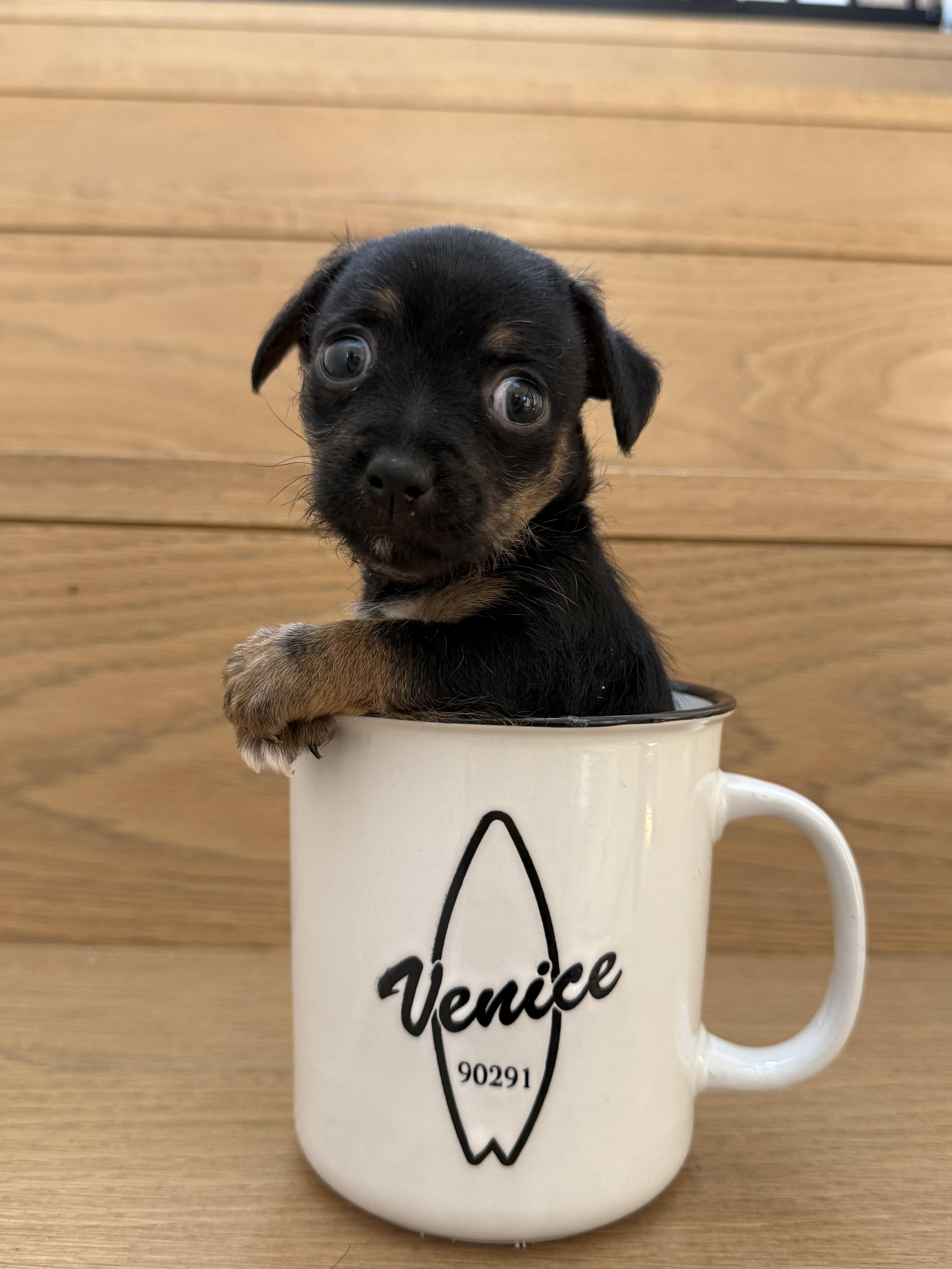 Enlarge Tortellini, a Adoptable Chihuahua in West Hollywood, CA image 3/6